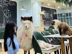 -安格丽娜·狗咖·猫咖羊驼咖(春熙路百盛商场店)