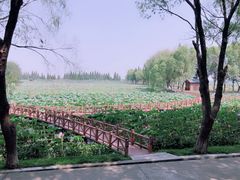 -洪湖生态旅游区