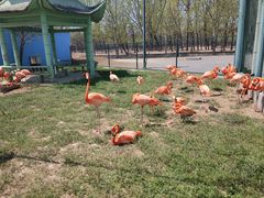 -秦皇岛野生动物园