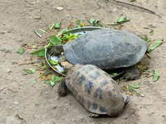 -清迈夜间动物园
