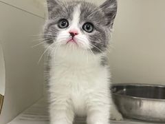 -lincat·猫舍(广州店)