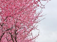 -白塘生态植物园