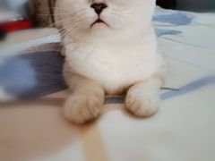 -十年猫舍·猫咪专门店(普陀店)