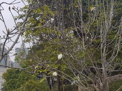 -中山市树木园