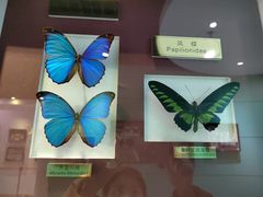 -上海昆虫博物馆