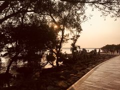 -宝安西湾红树林湿地公园