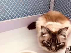 -喵的天空名猫咖啡馆·撸猫·猫舍·用品