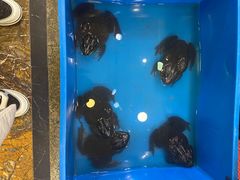 -喜悦小串海鲜烧烤大排档(高新万达店)