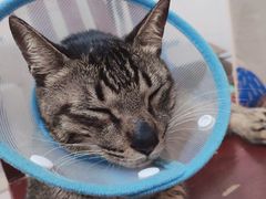 -凯特喵百思猫专科医院