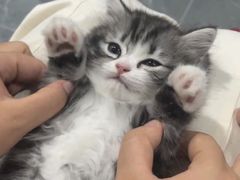 -萌兽医馆·宠物医院·猫骨科(创景店)