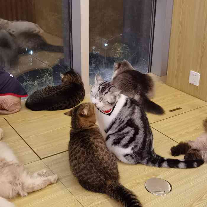 catier61猫公馆·猫咪咖啡(大学路店)-"环境特别好,整个店有三层,一