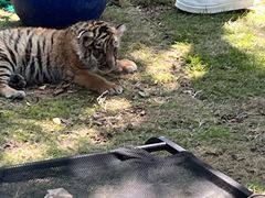 -西霞口神雕山野生动物世界
