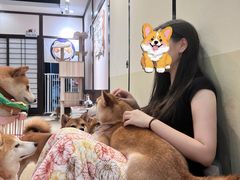 -逗柴咖啡屋·狗咖猫咖宠物桌游