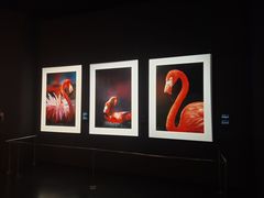 -罗红摄影艺术馆