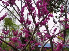 -高东镇樱花园