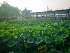 -莲花池公园