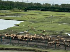 -溱湖国家湿地公园