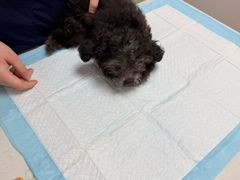 -格蕾宠物医院24H·猫科·肿瘤科·骨科中心(福州总院)