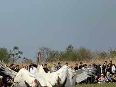 -盐城丹顶鹤湿地生态旅游区