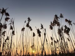 -合肥滨湖国家森林公园