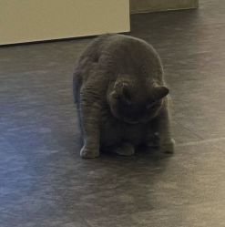 -飛凡TATTOO纹身•原创