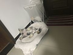 -读宠于你·约克夏比熊·睫角守宫·爬宠售卖(高新店)