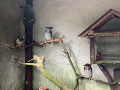 -吉隆坡雀鸟公园