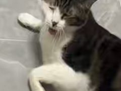 -爱洗澡的猫(天河路店)