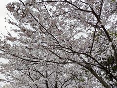 -高东镇樱花园