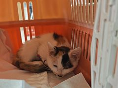 -瑞派长江宠物医院·猫科·外科·24小时夜护(谊城公寓分院)