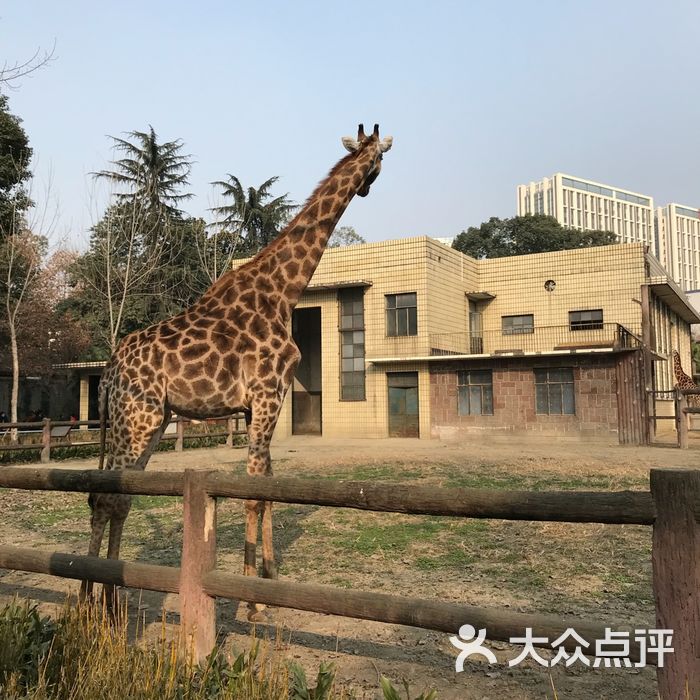 成都動物園