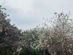 -海珠湖公园