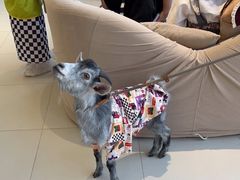 -怪兽屋·羊驼·猫咖·狗咖(俊华广场店)