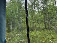 -莫尔道嘎国家森林公园