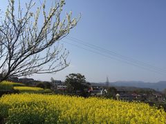 -桑洲油菜花景区