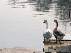 -百花洲