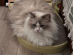 -有猫咖啡umeow coffee