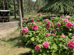-洛阳市隋唐城遗址植物园