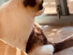 -喵屿·大理花园猫咖