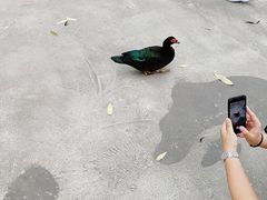 -瑞穗牧场