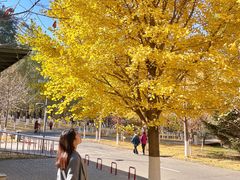 -长白岛森林公园