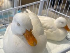 -怪兽屋·羊驼·猫咖·狗咖(俊华广场店)