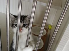 -东方名猫馆·英短金渐层布偶猫舍(环线广场1号楼店)