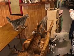 -猫色咖啡·猫咖