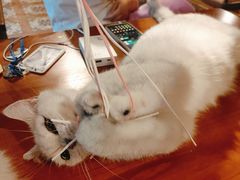 -猫猫幼稚园·撸猫·桌游·电玩