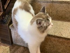 -more than meow吴止猫主题餐厅(承德 中船汇店)