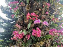 -东莞植物园