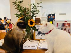 -有猫主题·治愈系猫咖(曾厝垵店)