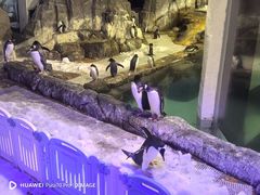 -成都浩海立方海洋公园