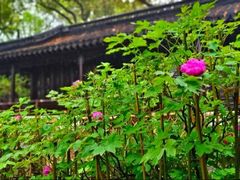 -上海醉白池公园
